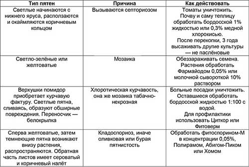 Плями на листках томатів у теплиці