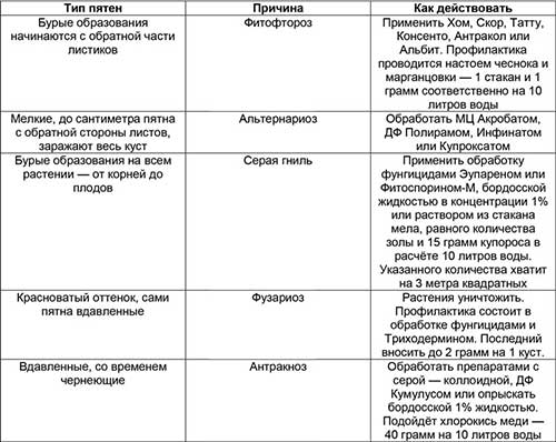 Плями на листках томатів у теплиці