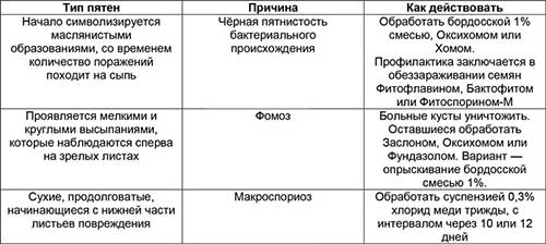 Плями на листках томатів у теплиці
