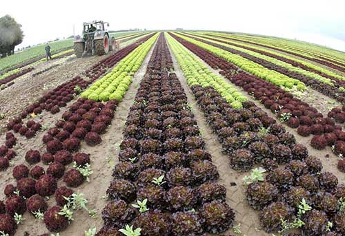 Впливають на врожайність овочевих культур фактори