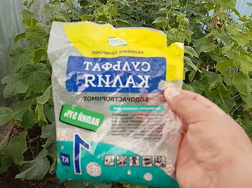 Чим краще підгодуваті теплічні огірки