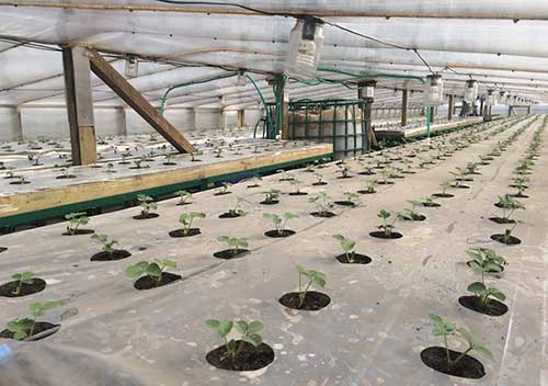 Теплична еволюція