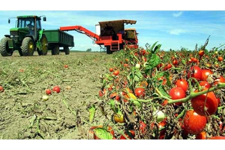 Впливають на врожайність овочевих культур фактори