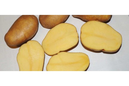 Опис картоплі сорту Джеллі