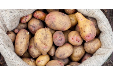 Ранній сорт картоплі Лілея