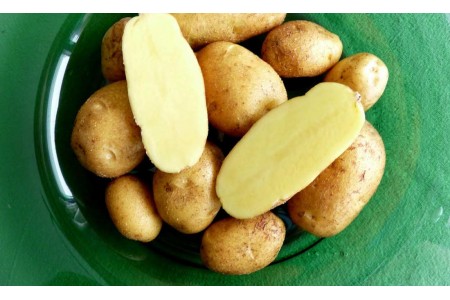 Сорт картоплі Моллі