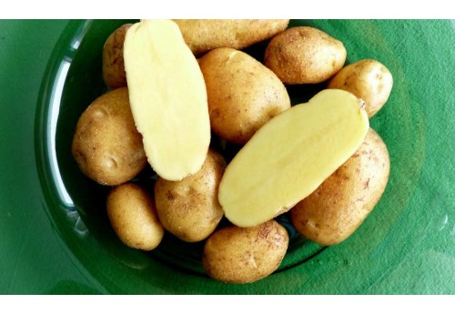 Сорт картоплі Моллі