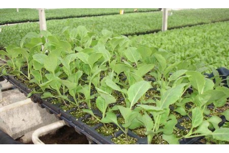 Вирощування овочів і квітів на продаж