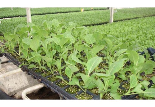 Вирощування овочів і квітів на продаж