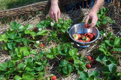 Якісна підготовка полуниці до зими