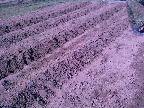 Вирощування картоплі за голландською технологією