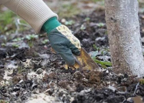 Підживлення яблуні навесні