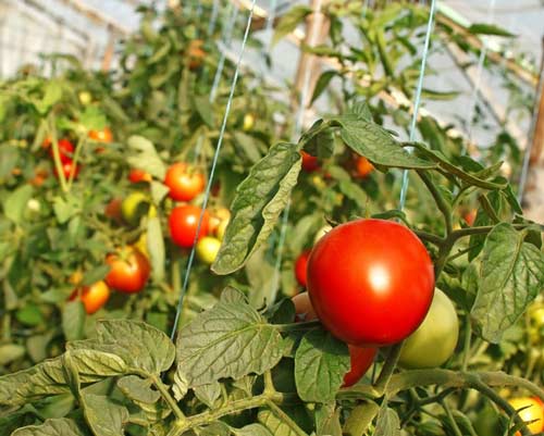 Ранні сорти томатів для вирощування в захищеному грунті