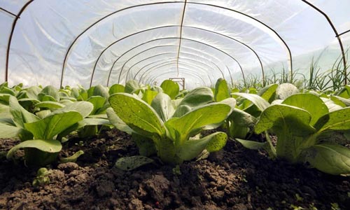 Тонкощі вирощування ранньої капусти на захищеному грунті