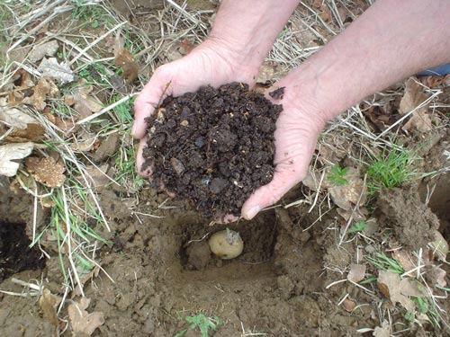 Добрива при посадці картоплі для врожаю