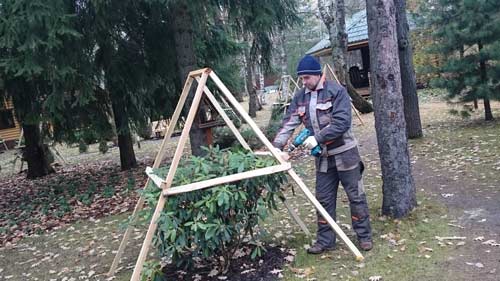 Як правильно вкрити рододендрон на зиму