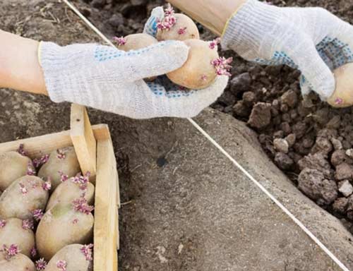 Ефективне використання землі: друга посадка картоплі