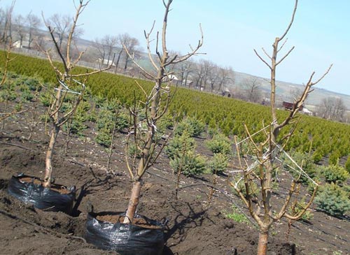 Вибір і посадка саджанців яблуні